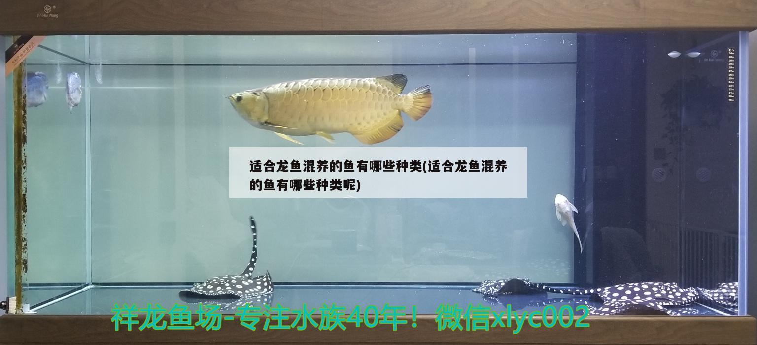 適合龍魚混養(yǎng)的魚有哪些種類(適合龍魚混養(yǎng)的魚有哪些種類呢)