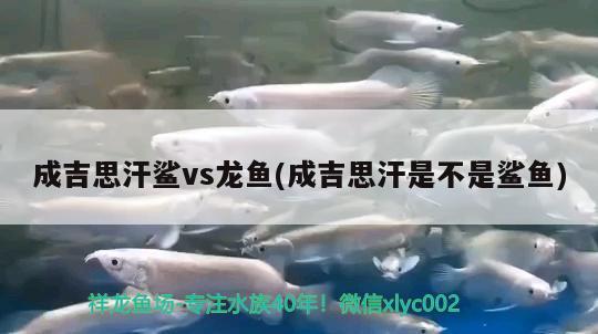 成吉思汗鯊vs龍魚(成吉思汗是不是鯊魚)