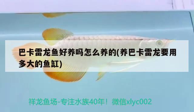 紅龍魚用什么燈光效果好看(金龍魚用什么燈光好)