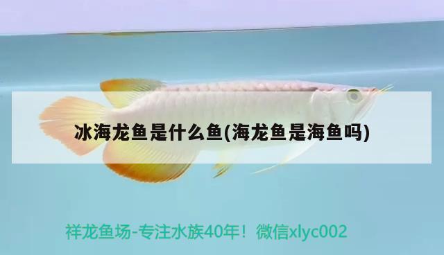 冰海龍魚是什么魚(海龍魚是海魚嗎)