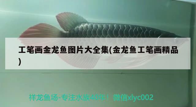 工筆畫金龍魚圖片大全集(金龍魚工筆畫精品) 帝王三間魚