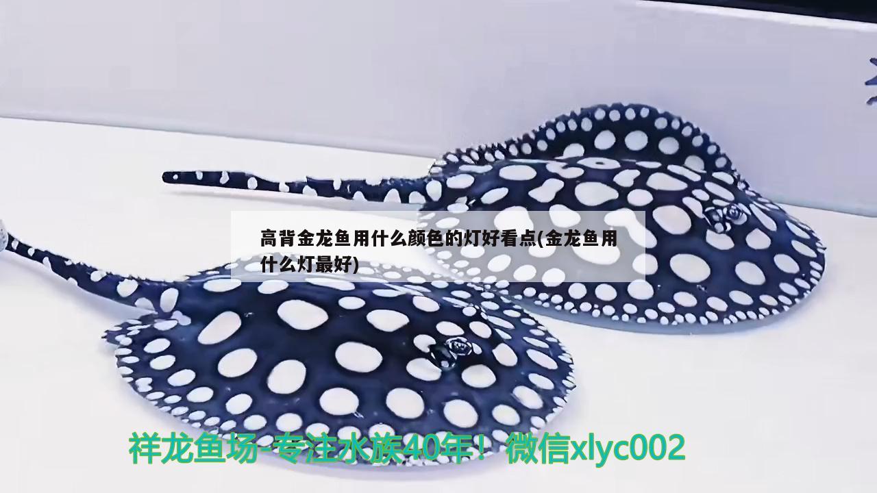 高背金龍魚用什么顏色的燈好看點(diǎn)(金龍魚用什么燈最好)