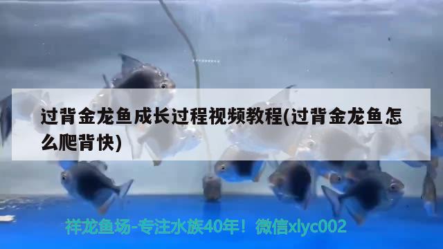 過(guò)背金龍魚(yú)成長(zhǎng)過(guò)程視頻教程(過(guò)背金龍魚(yú)怎么爬背快)