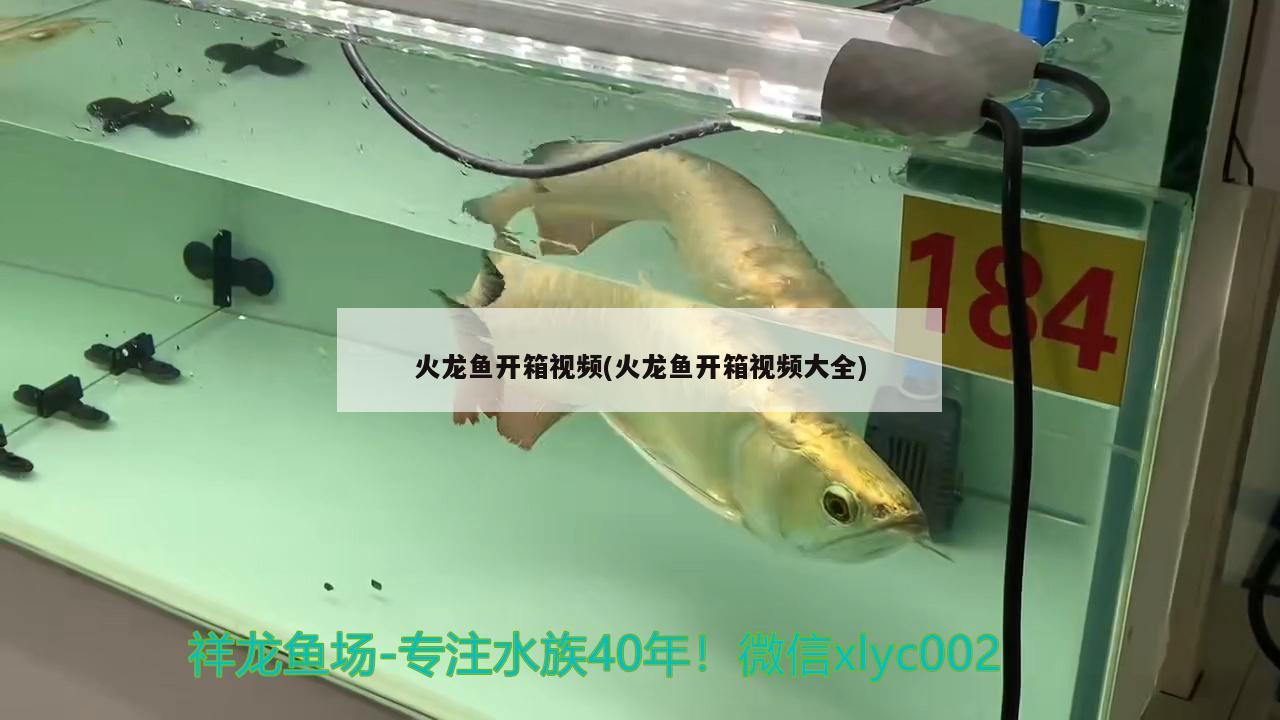 火龍魚開箱視頻(火龍魚開箱視頻大全) 過(guò)背金龍魚