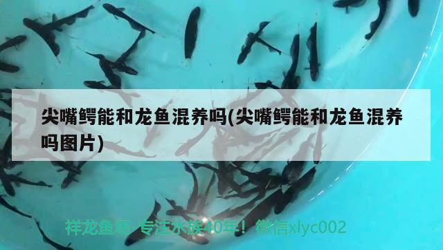 尖嘴鱷能和龍魚混養(yǎng)嗎(尖嘴鱷能和龍魚混養(yǎng)嗎圖片) 月光鴨嘴魚