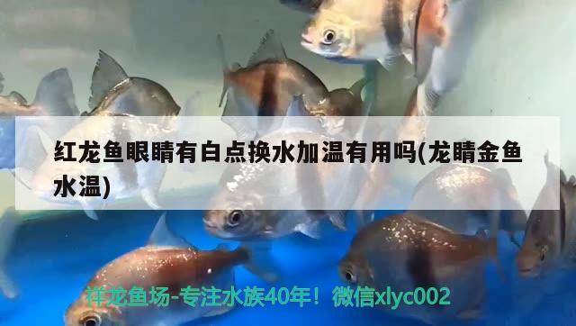 紅龍魚(yú)眼睛有白點(diǎn)換水加溫有用嗎(龍睛金魚(yú)水溫)