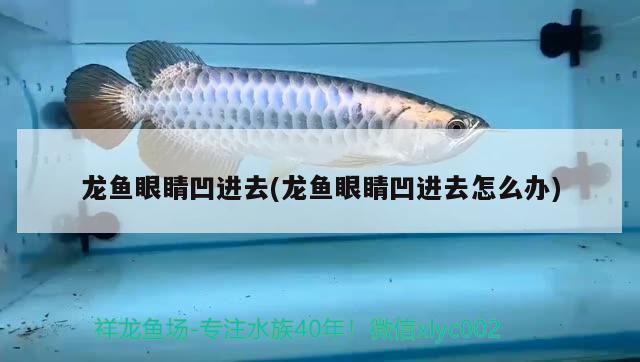 龍魚眼睛凹進去(龍魚眼睛凹進去怎么辦) 殺菌消毒設備