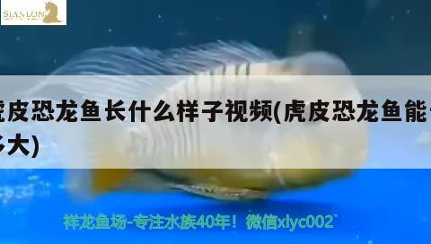 原神魚缸里的魚怎么拿出來 原神魚缸里的魚怎么拿出來吃