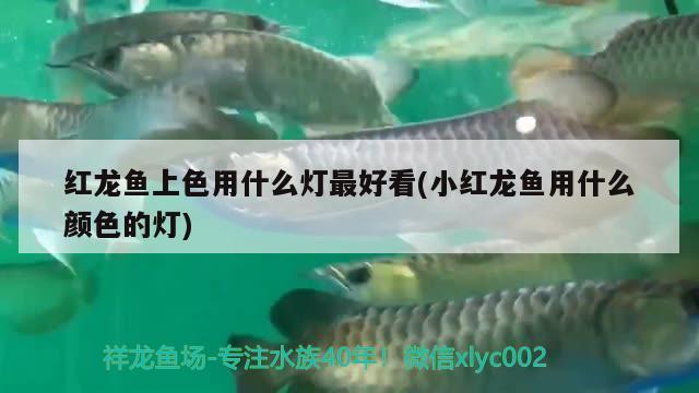 紅龍魚(yú)上色用什么燈最好看(小紅龍魚(yú)用什么顏色的燈) 觀(guān)賞龜/鱉飼料