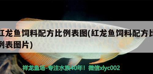 紅龍魚飼料配方比例表圖(紅龍魚飼料配方比例表圖片) 黃金達(dá)摩魚 第2張