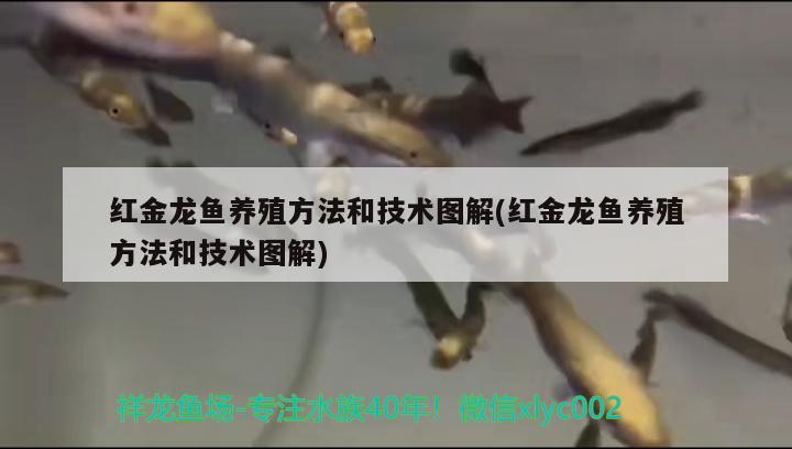 銀龍魚身上起白點是怎么回事視頻講解解決方法詳解，銀龍魚身上起白點是怎么回事