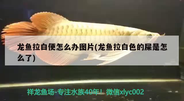 龍魚拉白便怎么辦圖片(龍魚拉白色的屎是怎么了) 肥料