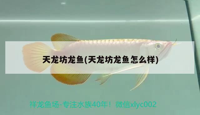 天龍坊龍魚(yú)(天龍坊龍魚(yú)怎么樣) 黑白雙星魚(yú)