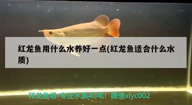 紅龍魚(yú)用什么水養(yǎng)好一點(diǎn)(紅龍魚(yú)適合什么水質(zhì)) 戰(zhàn)車(chē)紅龍魚(yú) 第2張