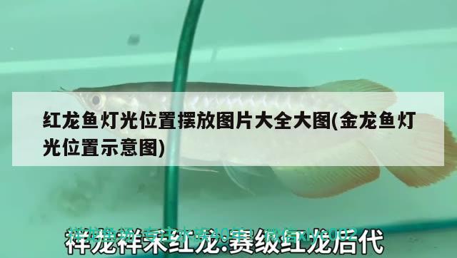 銀龍魚身上起白點是怎么回事視頻講解解決方法詳解，銀龍魚身上起白點是怎么回事