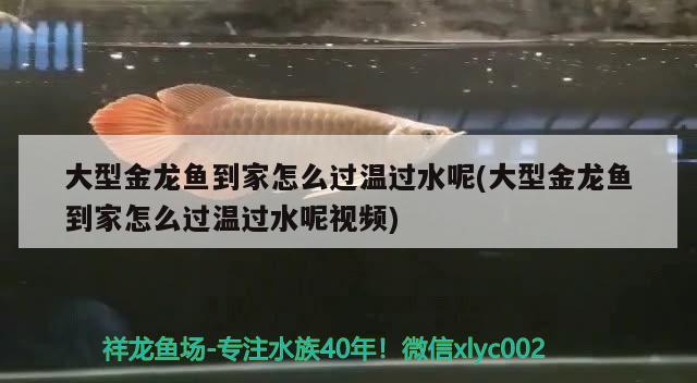 大型金龍魚到家怎么過溫過水呢(大型金龍魚到家怎么過溫過水呢視頻)