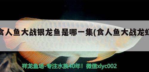 鼎湖區(qū)偉勝建材經(jīng)營部 觀賞魚企業(yè)目錄 第2張