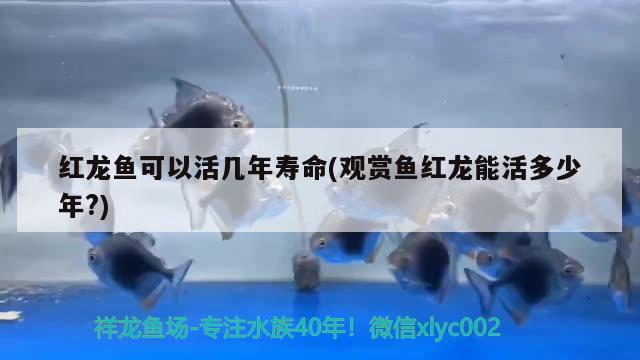 紅龍魚(yú)可以活幾年壽命(觀賞魚(yú)紅龍能活多少年?)