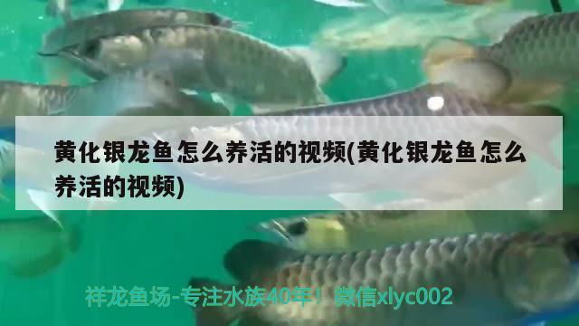 黃化銀龍魚怎么養(yǎng)活的視頻(黃化銀龍魚怎么養(yǎng)活的視頻) 銀龍魚