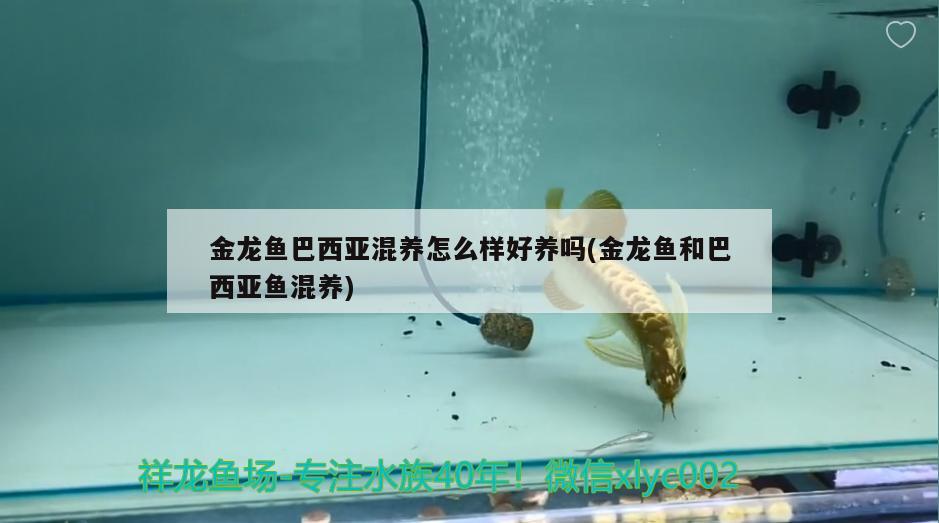 金龍魚巴西亞混養(yǎng)怎么樣好養(yǎng)嗎(金龍魚和巴西亞魚混養(yǎng)) 巴西亞魚