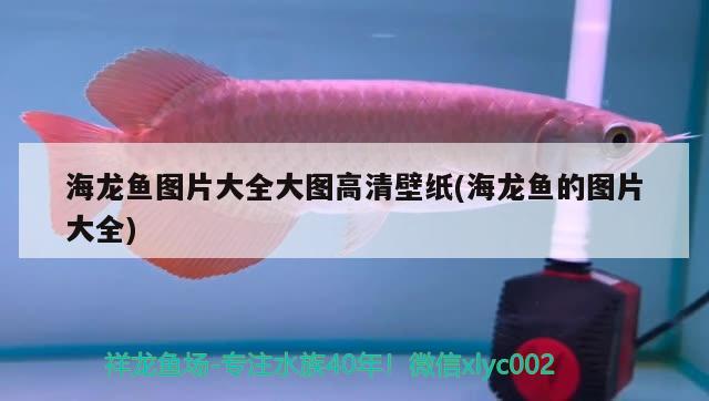 銀龍魚身上起白點(diǎn)是怎么回事視頻講解解決方法詳解，銀龍魚身上起白點(diǎn)是怎么回事