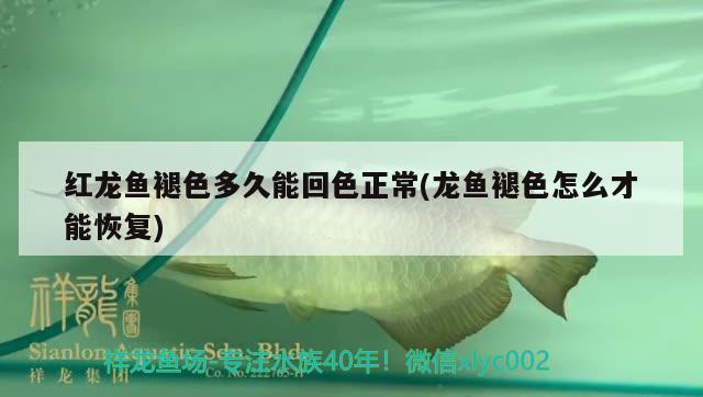 紅龍魚(yú)褪色多久能回色正常(龍魚(yú)褪色怎么才能恢復(fù)) 大白鯊魚(yú)