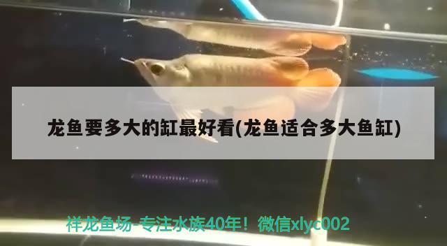 龍魚要多大的缸最好看(龍魚適合多大魚缸)