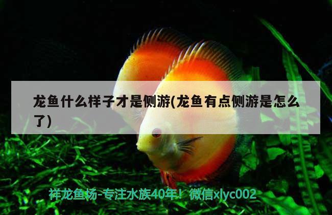 龍魚什么樣子才是側(cè)游(龍魚有點(diǎn)側(cè)游是怎么了) 稀有金龍魚