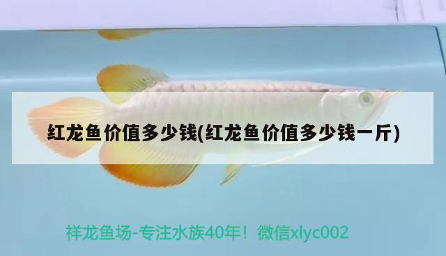 紅龍魚價(jià)值多少錢(紅龍魚價(jià)值多少錢一斤) 魚缸凈水劑