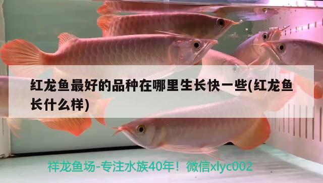 紅龍魚最好的品種在哪里生長快一些(紅龍魚長什么樣)