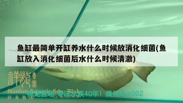 魚缸最簡單開缸養(yǎng)水什么時(shí)候放消化細(xì)菌(魚缸放入消化細(xì)菌后水什么時(shí)候清澈) 鸚鵡魚