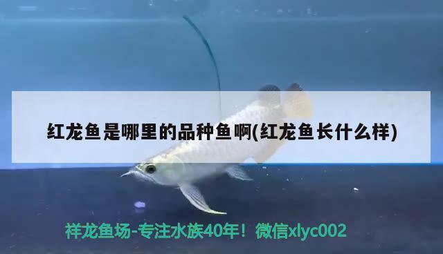 紅龍魚是哪里的品種魚啊(紅龍魚長(zhǎng)什么樣)