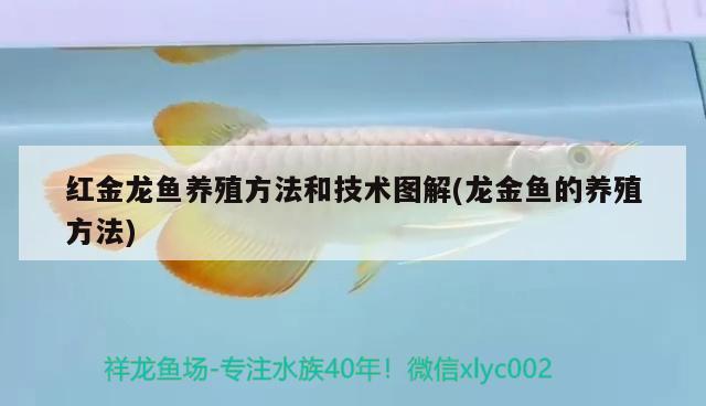 紅金龍魚養(yǎng)殖方法和技術(shù)圖解(龍金魚的養(yǎng)殖方法) 白化火箭