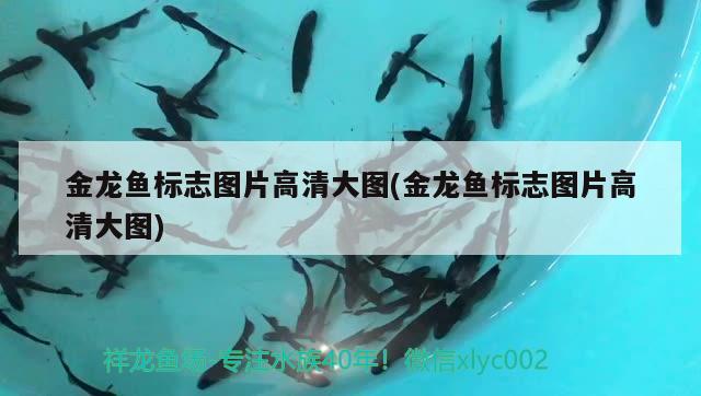 金龍魚標(biāo)志圖片高清大圖(金龍魚標(biāo)志圖片高清大圖) 白條過(guò)背金龍魚