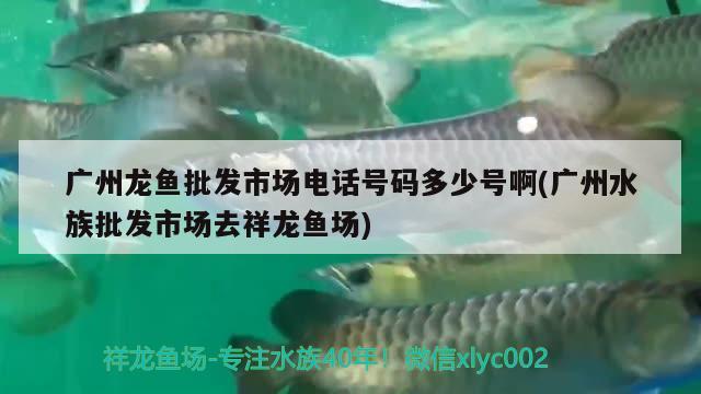 廣州龍魚批發(fā)市場電話號碼多少號啊(廣州水族批發(fā)市場去祥龍魚場)