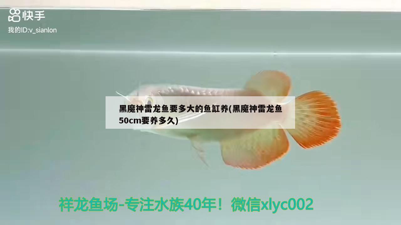 愛養(yǎng)觀賞魚的男人的性格心理學(xué)，梅塔藍線燈魚是熱帶魚嗎