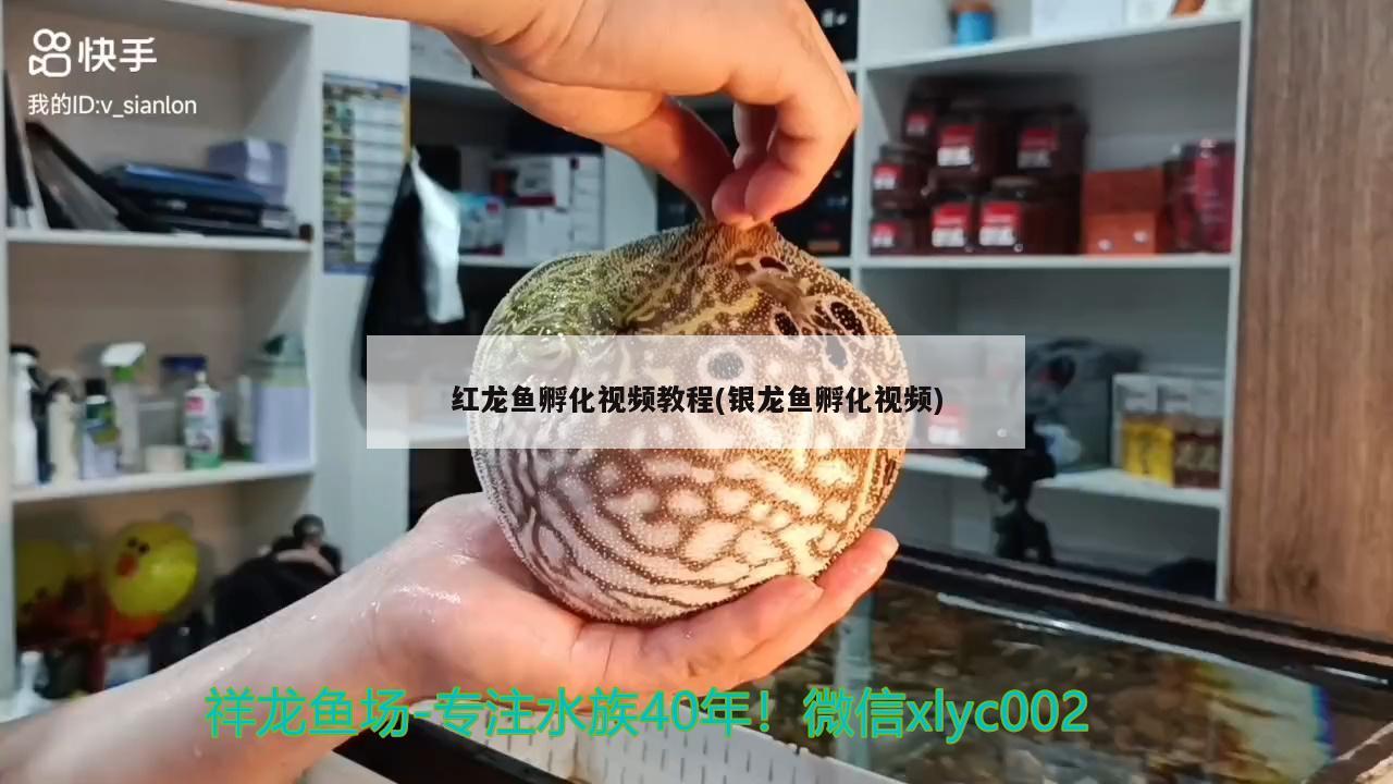 紅龍魚孵化視頻教程(銀龍魚孵化視頻) 銀龍魚百科