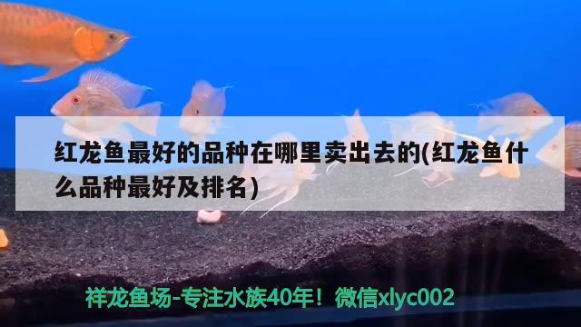 紅龍魚最好的品種在哪里賣出去的(紅龍魚什么品種最好及排名) 祥龍龍魚魚糧