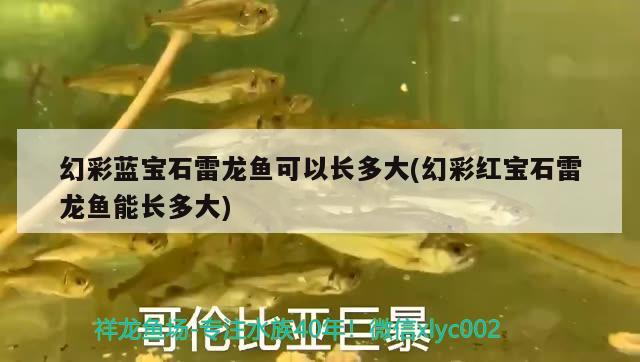 幻彩藍(lán)寶石雷龍魚可以長多大(幻彩紅寶石雷龍魚能長多大)