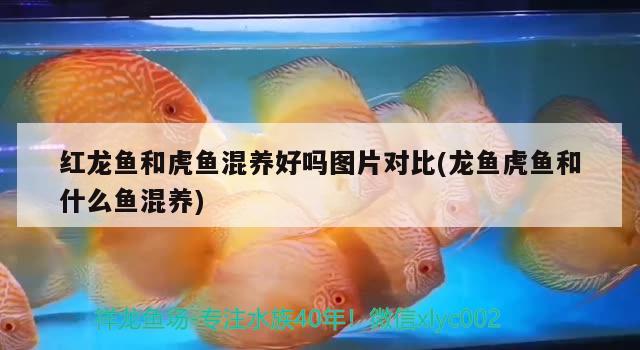 紅龍魚和虎魚混養(yǎng)好嗎圖片對比(龍魚虎魚和什么魚混養(yǎng))