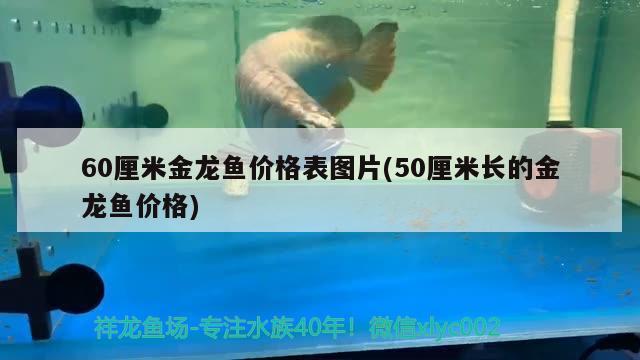 60厘米金龍魚價格表圖片(50厘米長的金龍魚價格)