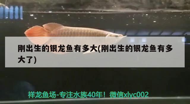 剛出生的銀龍魚有多大(剛出生的銀龍魚有多大了) 銀龍魚百科