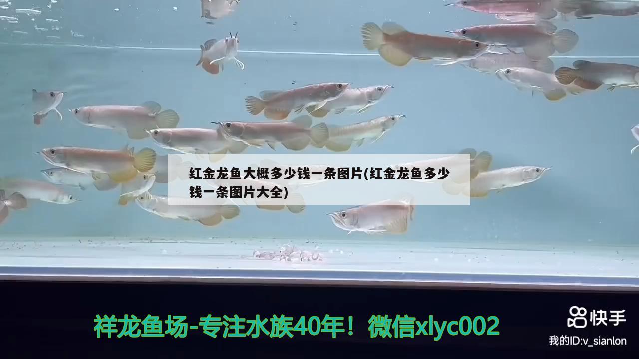 紅金龍魚大概多少錢一條圖片(紅金龍魚多少錢一條圖片大全)