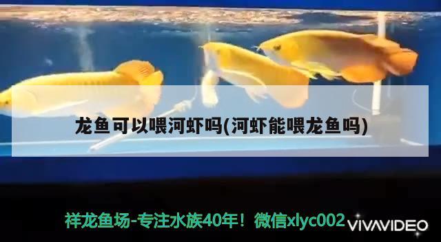 龍魚可以喂河蝦嗎(河蝦能喂龍魚嗎)