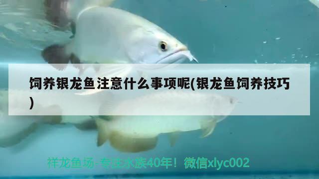 飼養(yǎng)銀龍魚(yú)注意什么事項(xiàng)呢(銀龍魚(yú)飼養(yǎng)技巧)