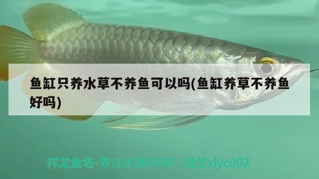 魚缸只養(yǎng)水草不養(yǎng)魚可以嗎(魚缸養(yǎng)草不養(yǎng)魚好嗎) 水草