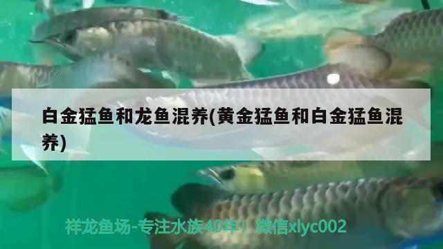 白金猛魚和龍魚混養(yǎng)(黃金猛魚和白金猛魚混養(yǎng))