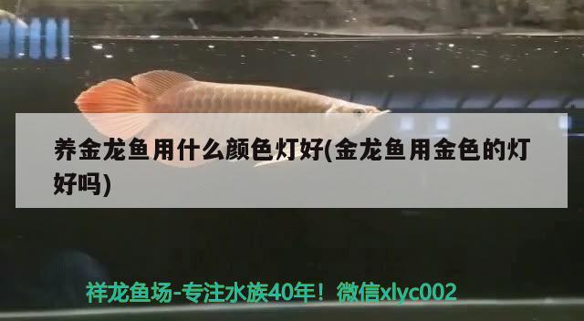 養(yǎng)金龍魚用什么顏色燈好(金龍魚用金色的燈好嗎) 巴西亞魚苗