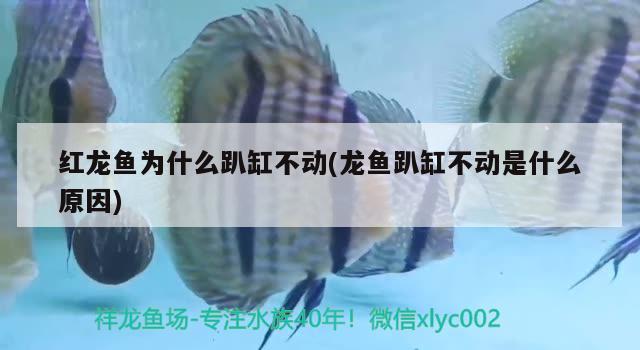 紅龍魚為什么趴缸不動(龍魚趴缸不動是什么原因) 祥龍水族濾材/器材