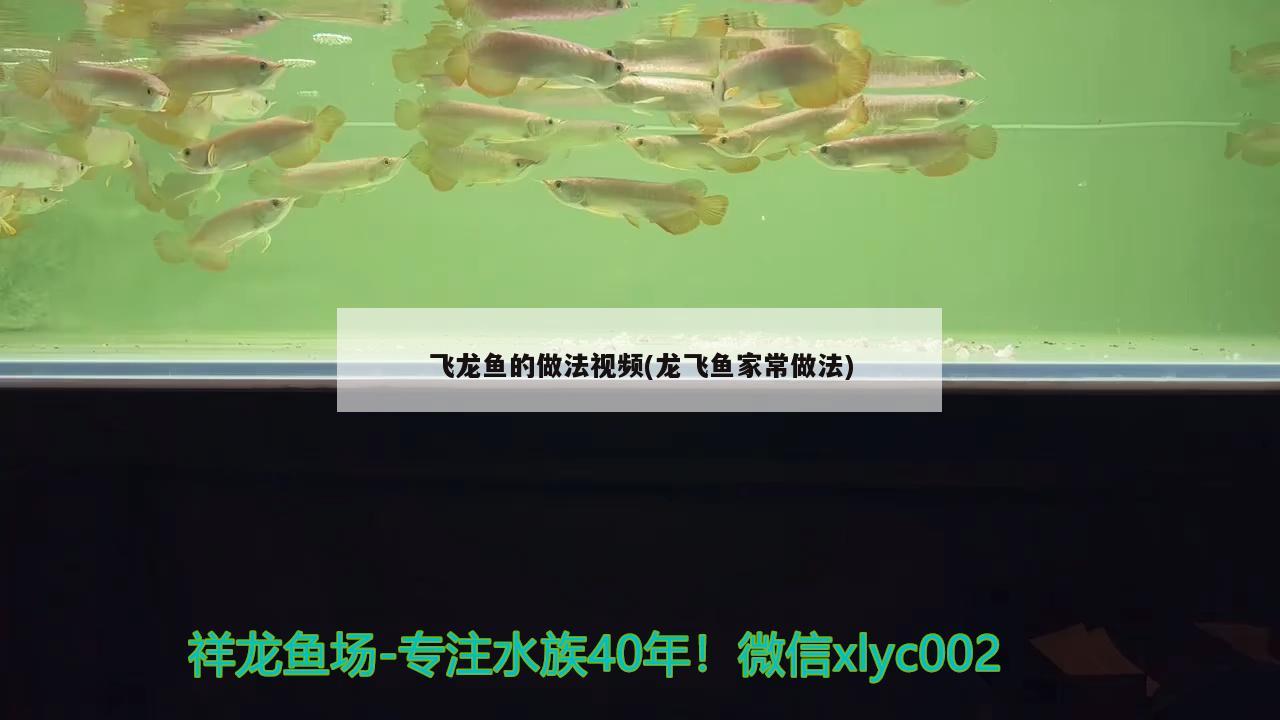 飛龍魚(yú)的做法視頻(龍飛魚(yú)家常做法) 黑影道人魚(yú)